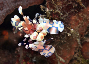 Harlequin Shrimp found at Richelieu rock in the Similans/Surin Island