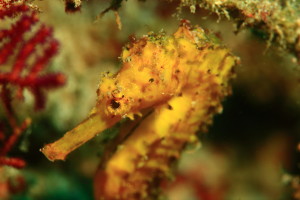 A tiger tail sea horse found in Richelieu rock, Similan island