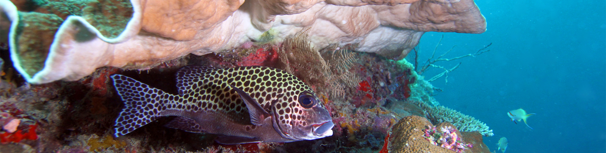 A sweetlips in the Similan/ Surins