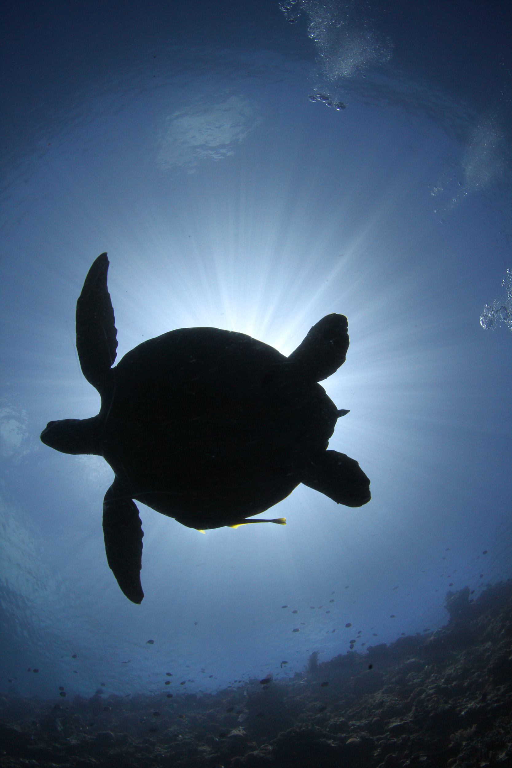 Turtle on the Similan Island