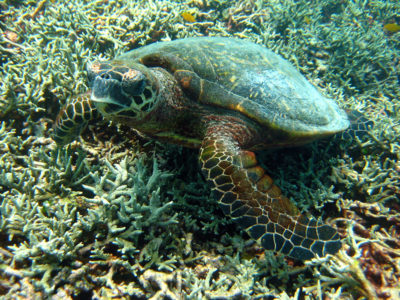 Hawksbill Turtle on the Similan Islands number 8