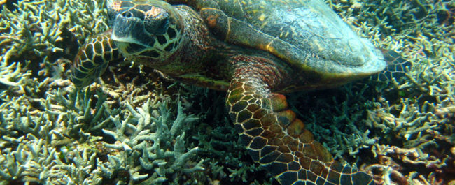 Hawksbill Turtle on the Similan Islands number 8
