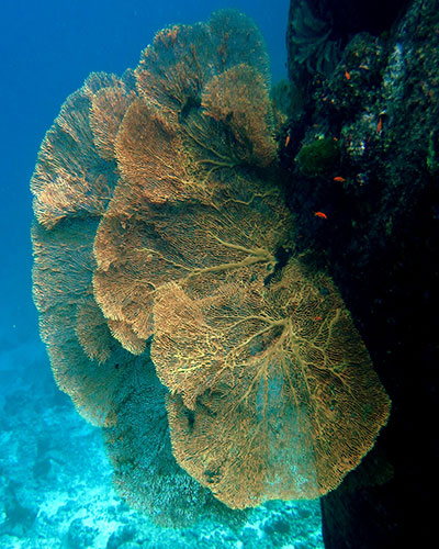 A Sea Fan underwater at the Similan Islands