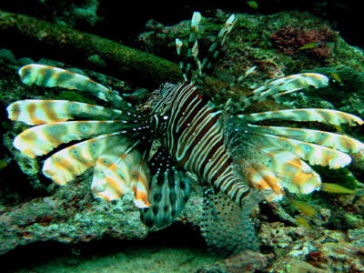 A common lionfish in the Similan Islands