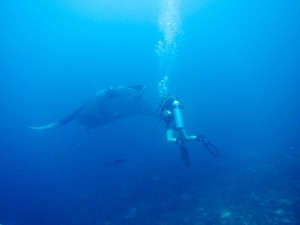 Mantas at Ko Bon with Pirate Divers