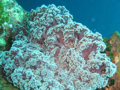 Similan Islands Coral Bleaching