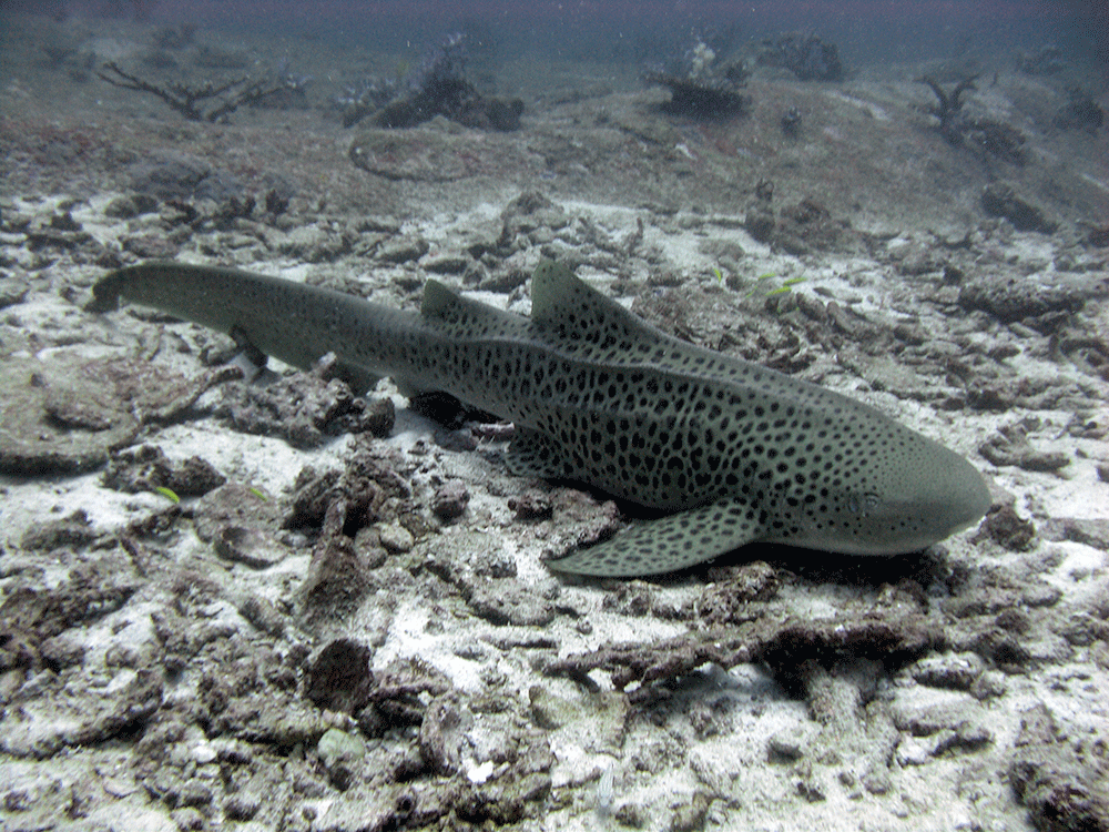 similan liveaboard & Sharks