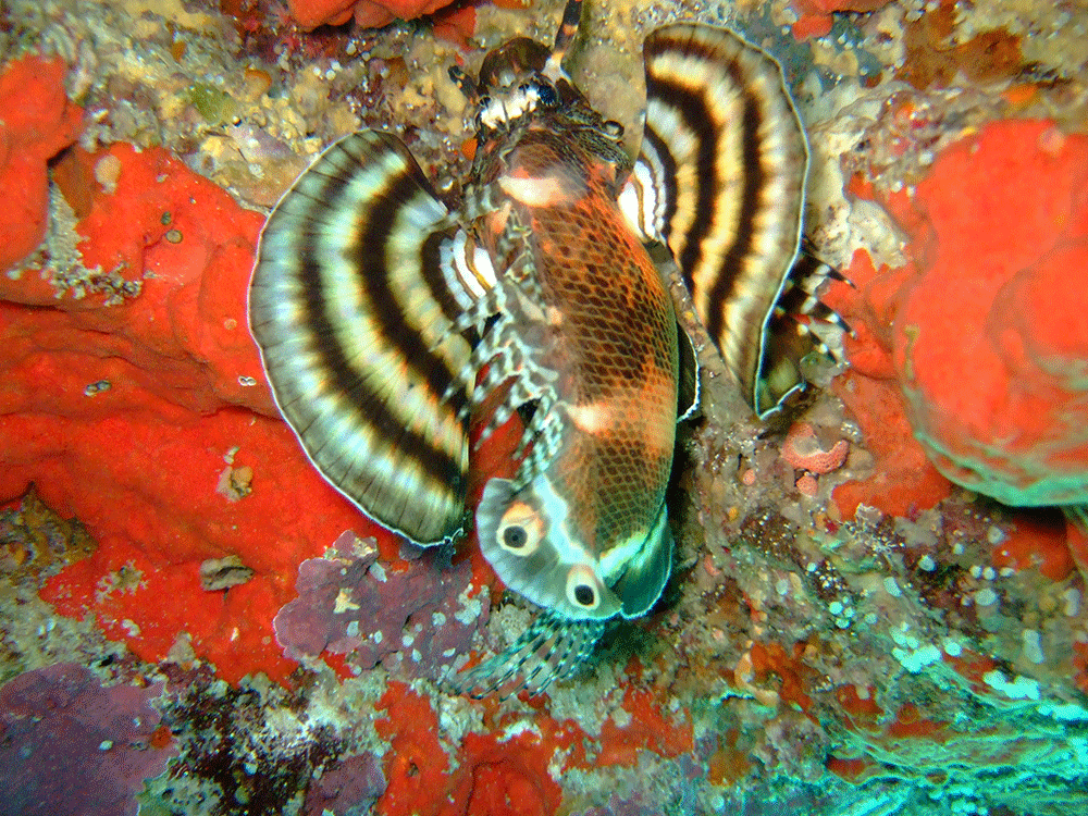 Lion-fish Similan islands