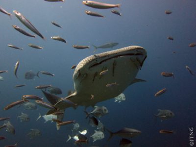 whale shark, Koh Tachai