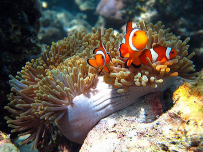 western clown fish also known as Nemo