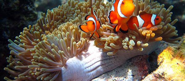 western clown fish also known as Nemo