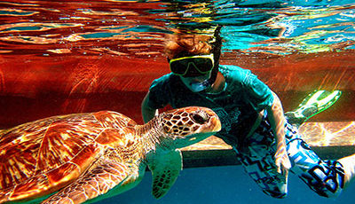 Snorkeler with Turtle - similan islands