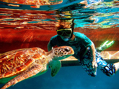 Snorkeler with Turtle - similan islands