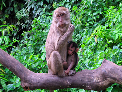 monkey-suwankhuha-temple