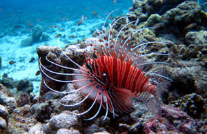 Similan Islands diving with a lion fish