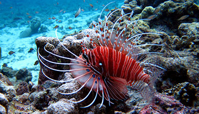 Similan Islands diving with a lion fish