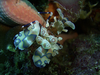 harlequin shrimp- Richelieu rock