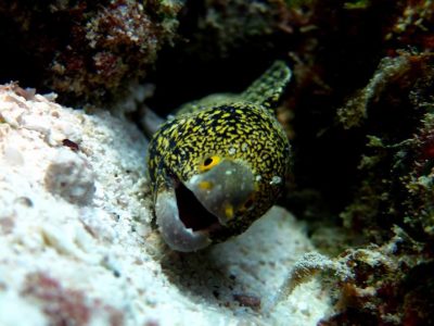 Moray Eel Found on Richelieu Rock
