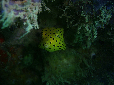 similan-scuba-yellow-boxfish