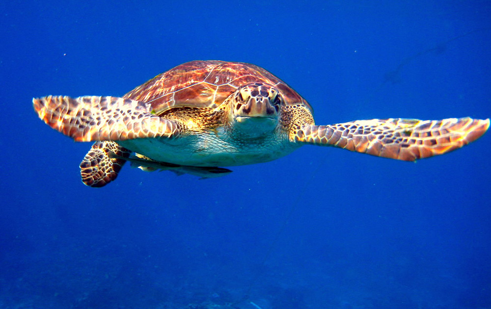 Turtle on the Similan Islands