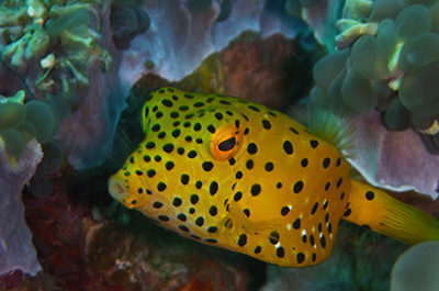 Yellow box Fish in the Similan Islands