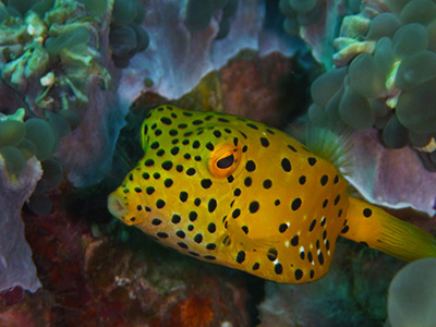 Yellow box Fish in the Similan Islands