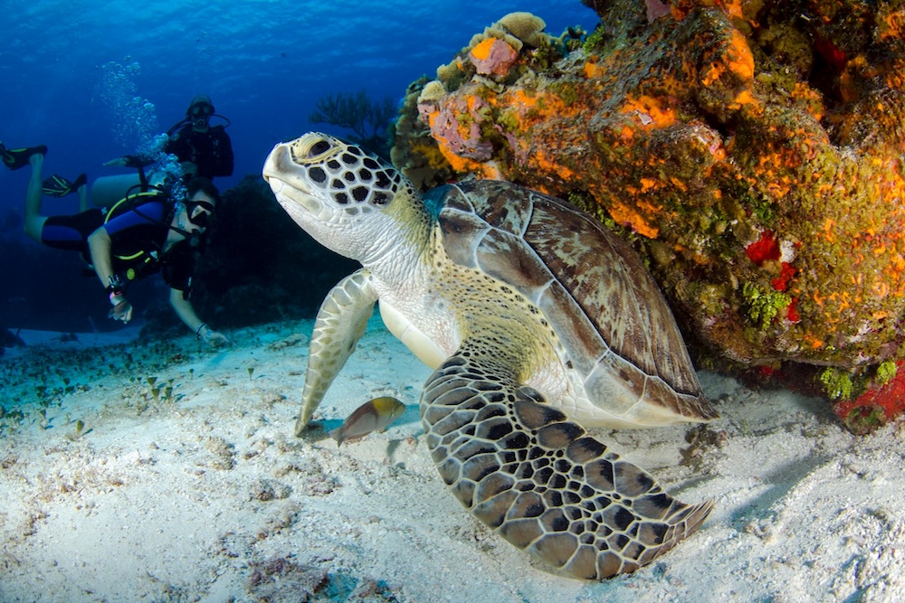 Divers enjoy a turtle sighting underwater in the Similan Islands